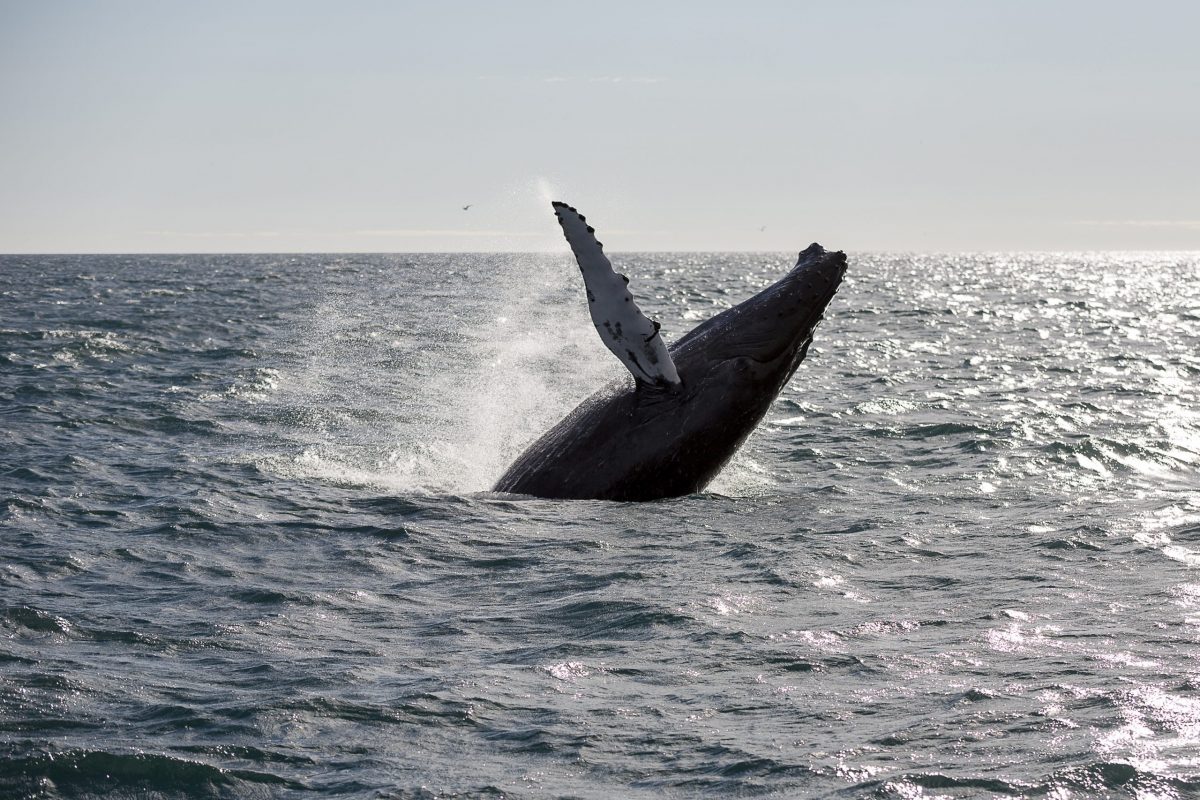 Breaching Humback Whale