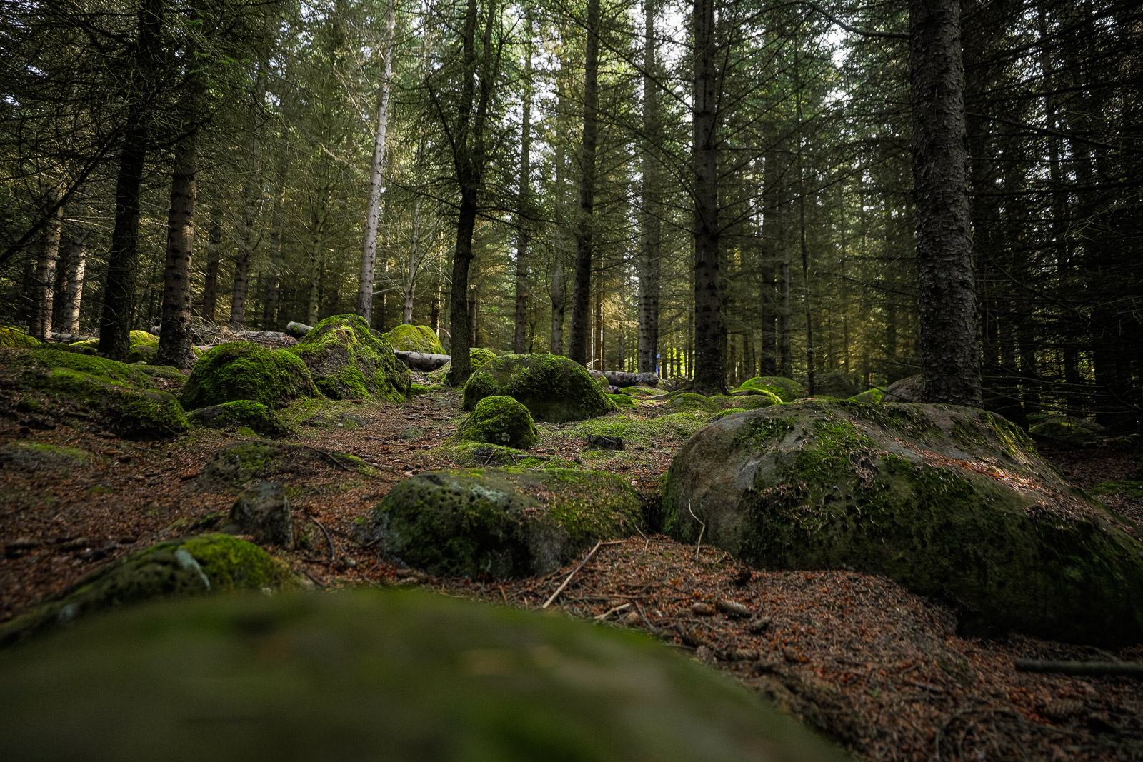 Isavia wants 2,900 trees felled on Öskjuhlíð