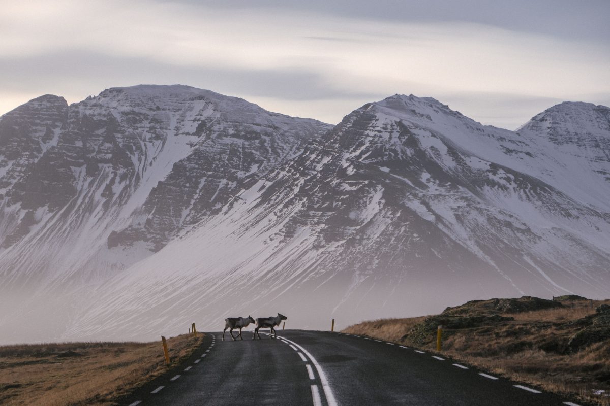 Reindeer Iceland Crossing