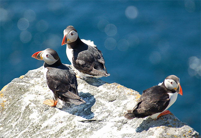 Puffins