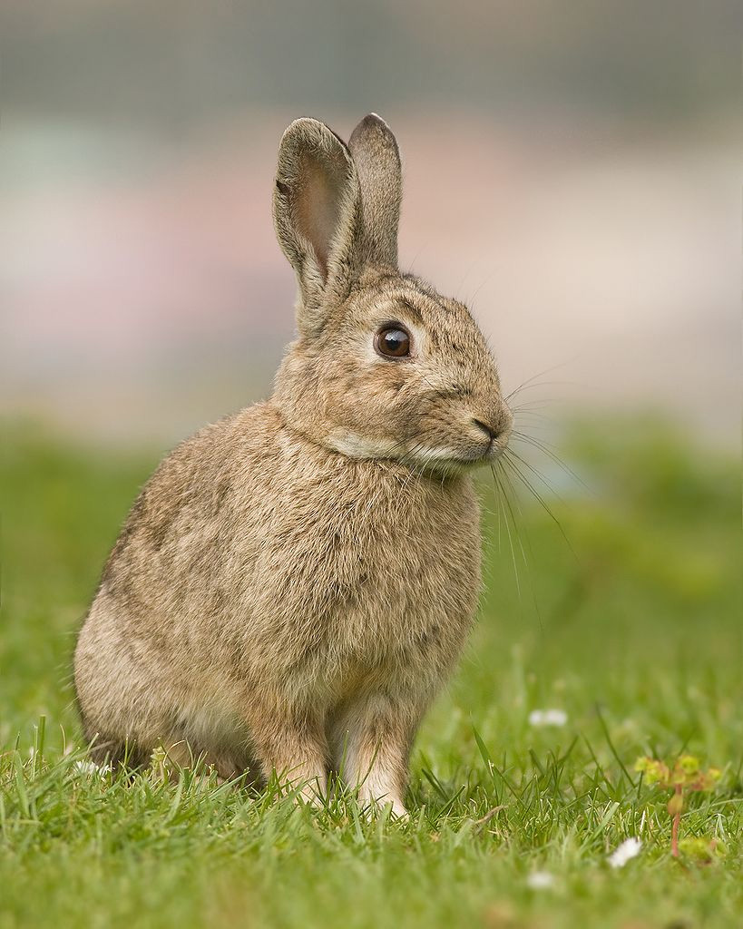 Iceland bunny rescue